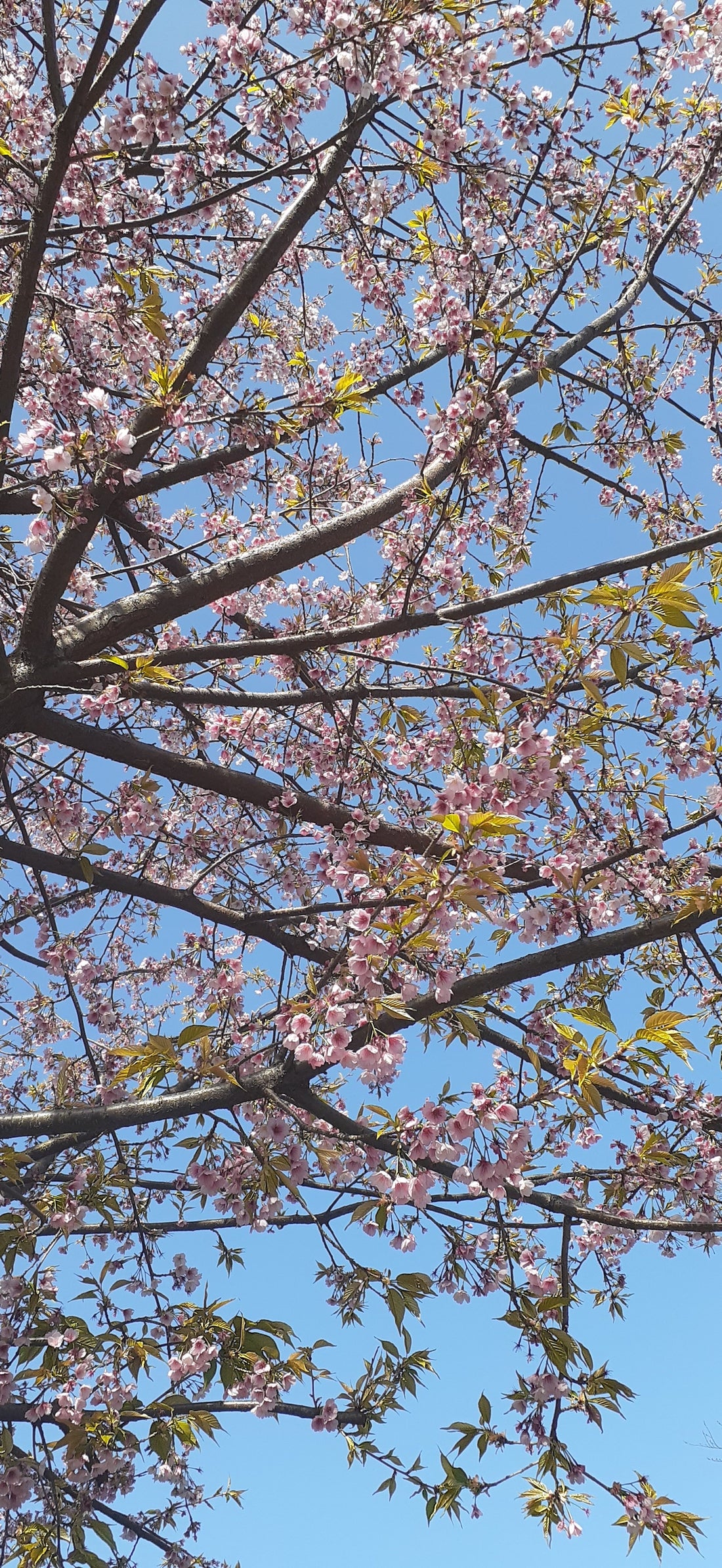 Celebrate Sakura blossoms!!